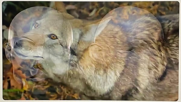 The Mystery Staring Us In The Face: Our Ability To Perceive Fluid Motion From Video Images